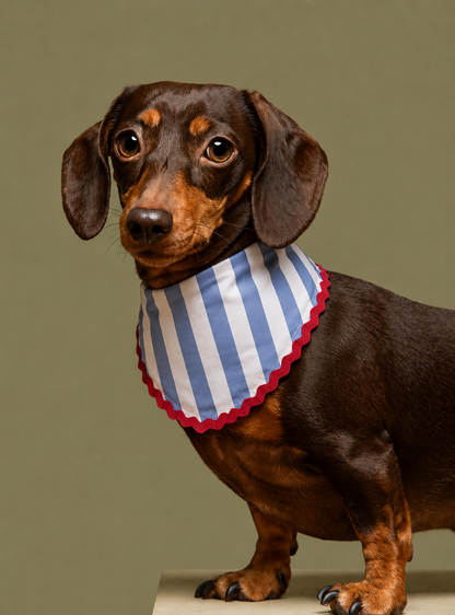 Dolce Stripe Pet