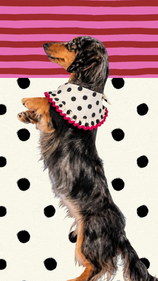 Amélie Dot Pet